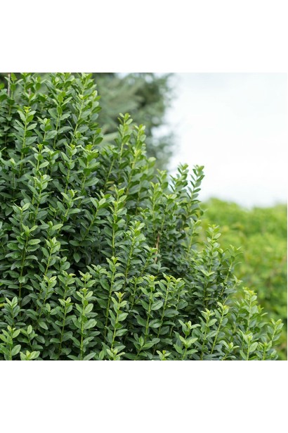 Бирючина звичайна Страйт Толк опис